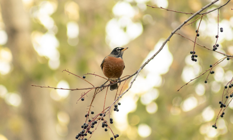 small-bird-tree-branch-with-blurred-background.jpg