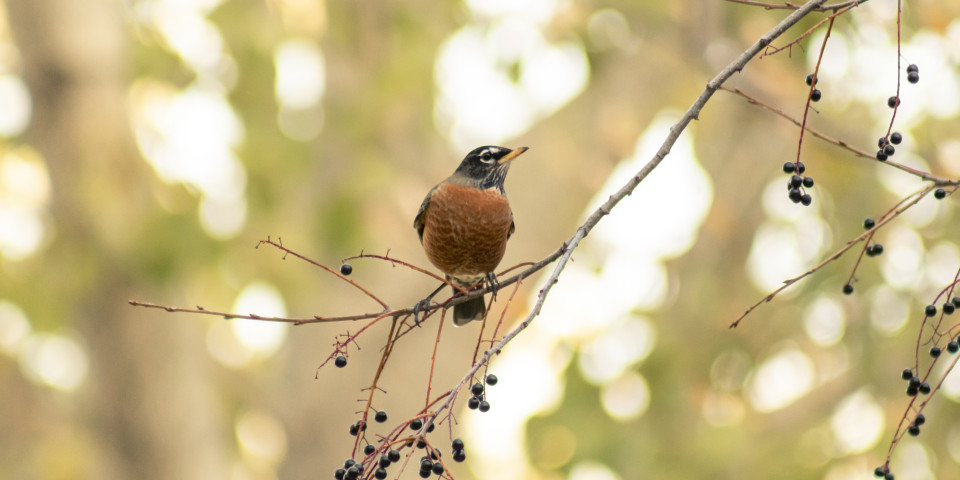 small-bird-tree-branch-with-blurred-background.jpg